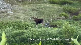 Backpacking & Wildlife Viewing in the Chugach Mountains