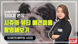 시츄의 뷰티 애견미용 l SD애견미용학원