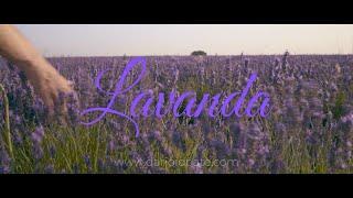 Campos de Lavanda de Brihuega