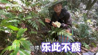 雨锅乐此不疲地找蘑菇，蚊子嗡嗡叫也不怕，回家还给孩子煮晚餐