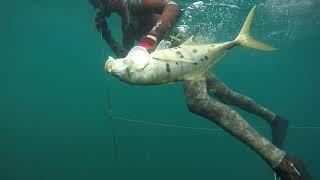 Exploring. Freediving shipwrecks of dubai.4