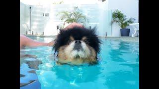 Pomeranian Reacts To Being Put into Deep Water | My Dog's First Swim