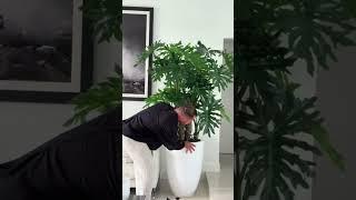 Can’t Keep Plants Alive ?Artificial Evergreen Plant Decoration丨DIY Artificial Bonsai丨Interior Design