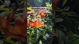 How the Tecoma Flower Could Change Medicine Forever