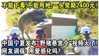 不能下毒，不能用槍，一頭獎勵2400元！中國寧夏發佈“野豬懸賞令”火遍全網！網友調侃：用愛感化嗎？