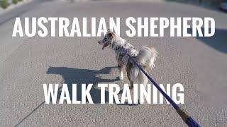 How to Teach an Australian Shepherd HOW TO WALK (all over again) | Walk & Talk pt. 1