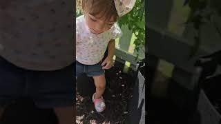 Little Gardener Harvests Cherry Tomatoes | Garden Fun with Ellie 