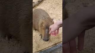 Hora de comer#capybara #capibara #carpincho