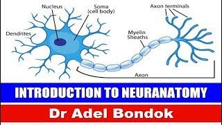 Introduction to Neuroanatomy, Ventricular System, and CSF, Dr Adel Bondok