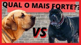 FILA BRASILEIRO VS CANE CORSO