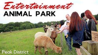 Mayfield Alpacas Animal Park |  Sheffield | Visit England | 2021