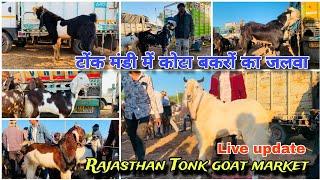 Rajasthan Bakra Mandi tonk goat market live update 5,3,2025 || #tonkgoatmarket #bakrokadeewana