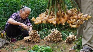 Grandma shares 4 ways to cook ginger | Guangxi Grandma