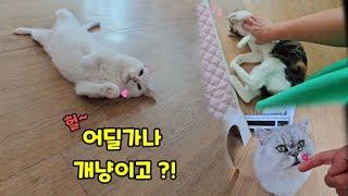 우와~고양이 70마리가 전부~ 개냥이다 !!!