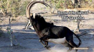 Sable Antelopes | Horned Heroes of the Savanna | Animal facts | Untamed Zone