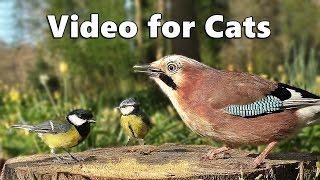 Videos for Cats to Watch  - Forest Birds - Vögel - Oiseaux - Vogels - Fåglar - Aves