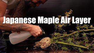 How to successfully air layer Japanese Maples |  in 4 month |  from start to the final product