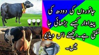 How to Increase Milk Production of Dairy Cows and Buffaloes by TS Knowledge TV