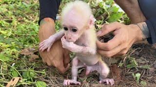 Bringing Baby Monkey back to the forest |  Baby Monkey's Surprising Reaction |  Monkey Trump