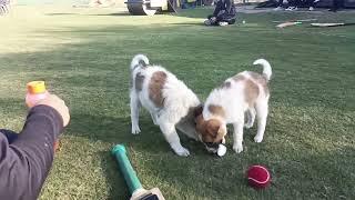 Dogs at cricket grounds #cricket #fexle #fexleatspl #sportschampion #DogsAtCricketGrounds