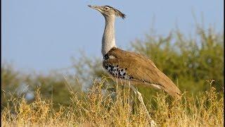 SOUTH AFRICA kori bustard in front of our car, Kruger nat. park (hd-video)