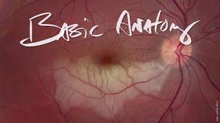 Retina Basic Anatomy - Rapid Board Review