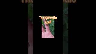 Chitrak | The Ayurvedic Agni