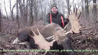 Отзыв 2019 загонная охота Drückjagd auf Elchwild