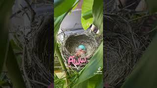 Baby blue jay just hatch. Cute 