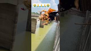 Wrong way of Ganpati Visarjan  #comingsoon #ganeshastauts #love #festival #ganeshsttus #trending