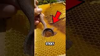 Sweet HONEY Look Under The Microscope‼️