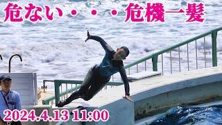 あわや事故・・・トレーナーさん危機一髪 鴨川シーワールド シャチショー KamogawaSeaWorld  orca killerwhale