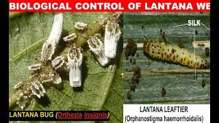 BIOLOGICAL CONTROL OF LANTANA WEED