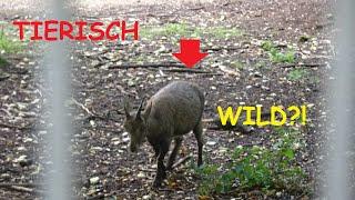 TIERISCH WILD?!  Der Wildpark Eichert in Heidenheim!