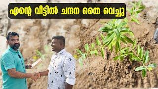 എന്റെ വീട്ടിൽ ചന്ദന തൈകൾ വെച്ചു | how to plant sandalwood saplings