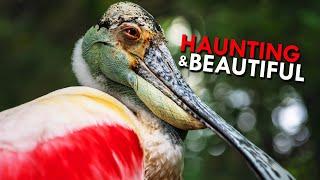 Roseate Spoonbills: Hauntingly Beautiful Swamp Hunters