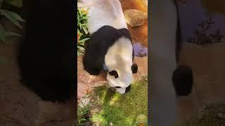 The cute panda walks so handsome#panda #pandababy #pandawara  #YoutubeShort