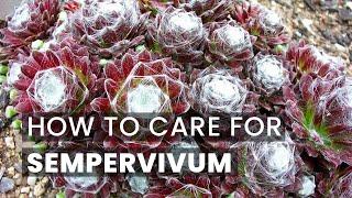 BEST TIPS | HOW TO CARE FOR SEMPERVIVUM SUCCULENTS | HENS AND CHICKS | HOUSELEEK SUCCULENT