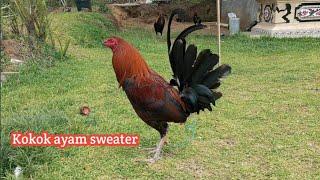 KOKOK AYAM SWEATER