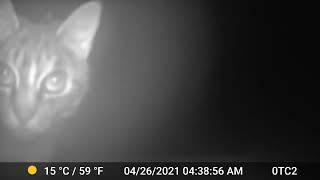 Cat on the Trail cam