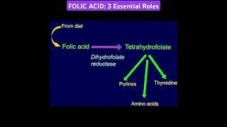 FOLIC ACID: 3 Essential Roles @Metabolism Made Easy