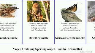 Vögel, Ordnung Sperlingsvögel, Familie Braunellen birds Prunellidae Attempt Waldbraunelle Modern