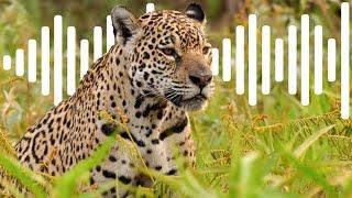 Tragic Sound of a Mournful Jaguar | Animal Sounds | Robert E Fuller