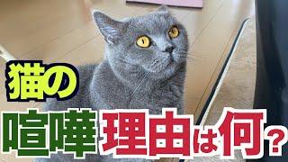 【猫の喧嘩】理由がなんなのか全くわかりません…笑