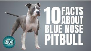 10 Facts About Blue Nose Pitbull |  Dogs 101 - Blue Nose Pitbull