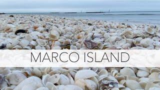 Marco Island shelling. My not-so-secret shelling spot you can only access at low tide.