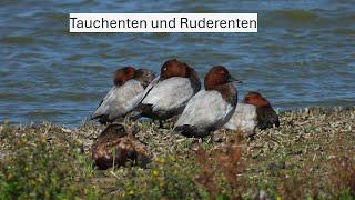 Tauchenten und Ruderenten - 9 Arten kurz beschrieben