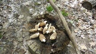 Morel Mushrooms and 7 Questions Answered