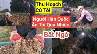 1090# Quá Nhiều Với Số Lượng Tỏi Năm Nay Thu Hoạch Được Củ To To Thấy Bất Ngờ Luôn
