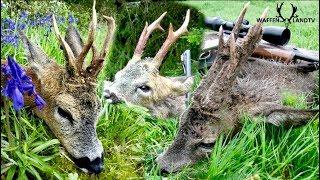 Bockjagd im Frühling / Spring roebucks